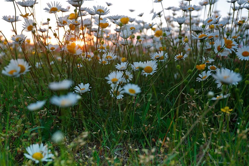 Blur experiment on a flowering meadow in summer