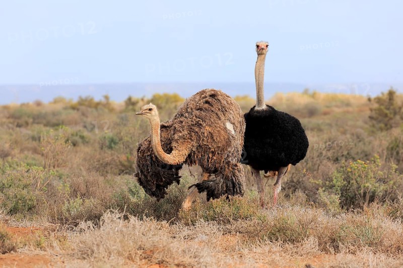 South African Ostrich