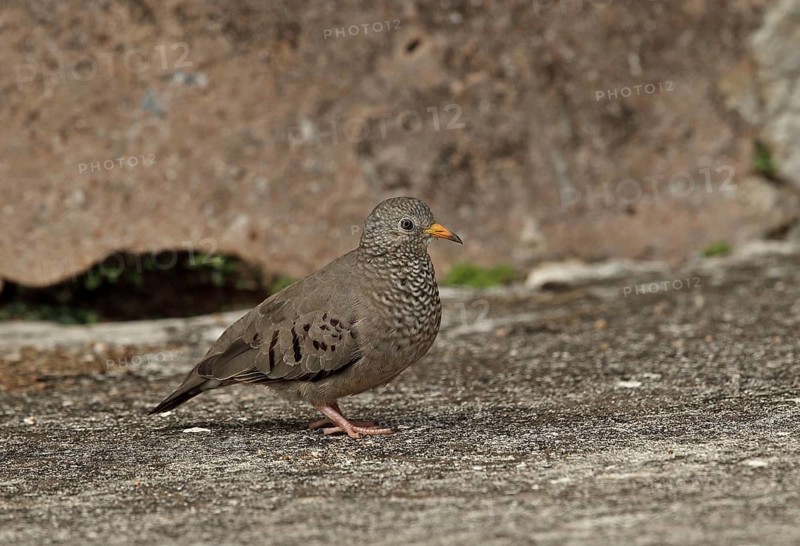 Stock Dove