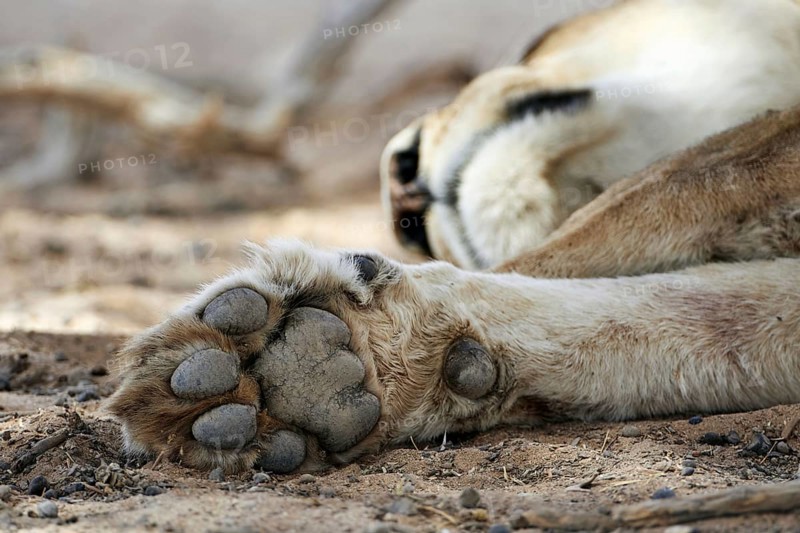 Transalvaal Lion
