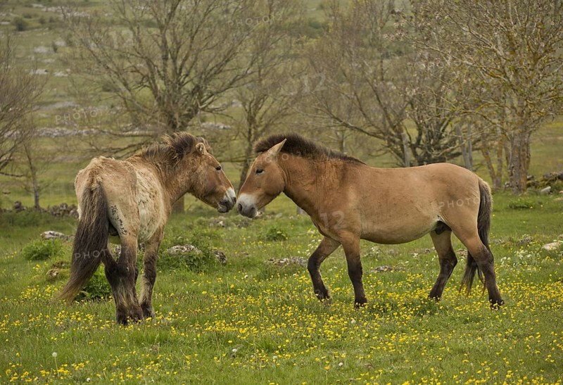 Przewalski's Horse
