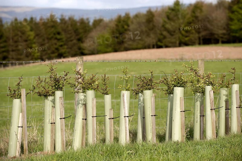 Young hedges growing