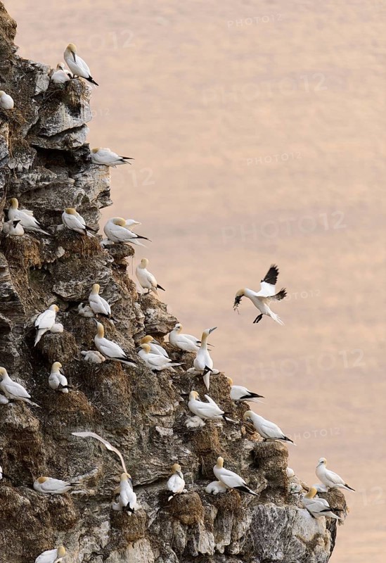 Northern Gannet