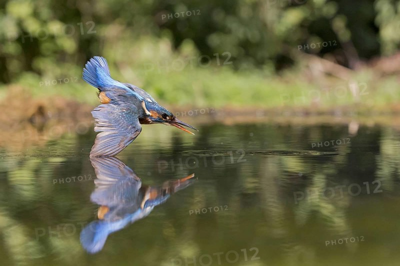 Common Kingfisher