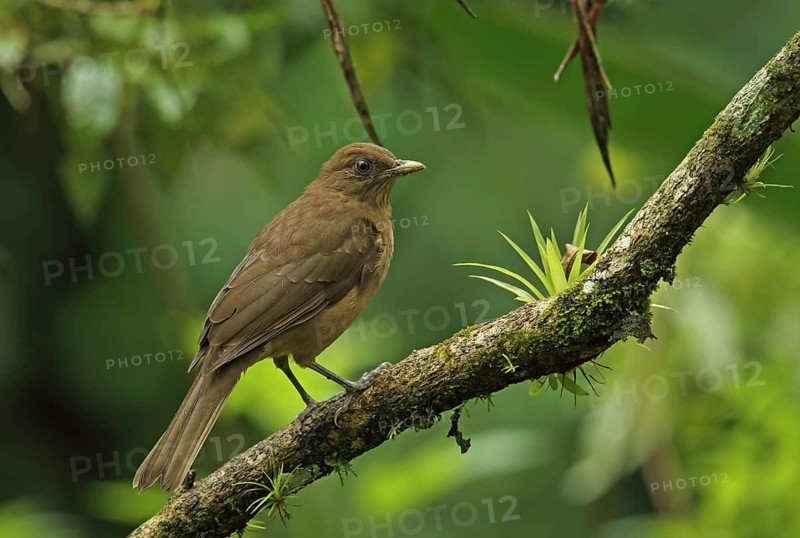 Clay-coloured robin