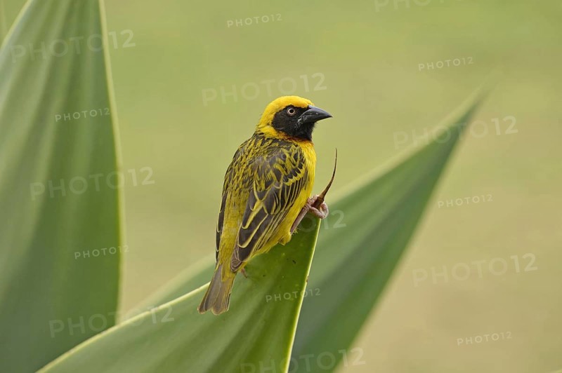 Speke's speke's weaver