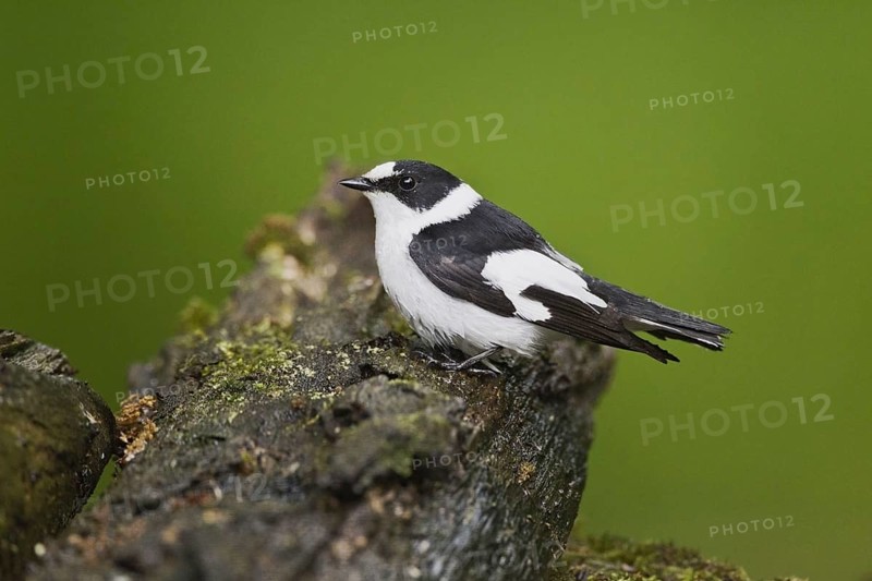 Collared flycatcher