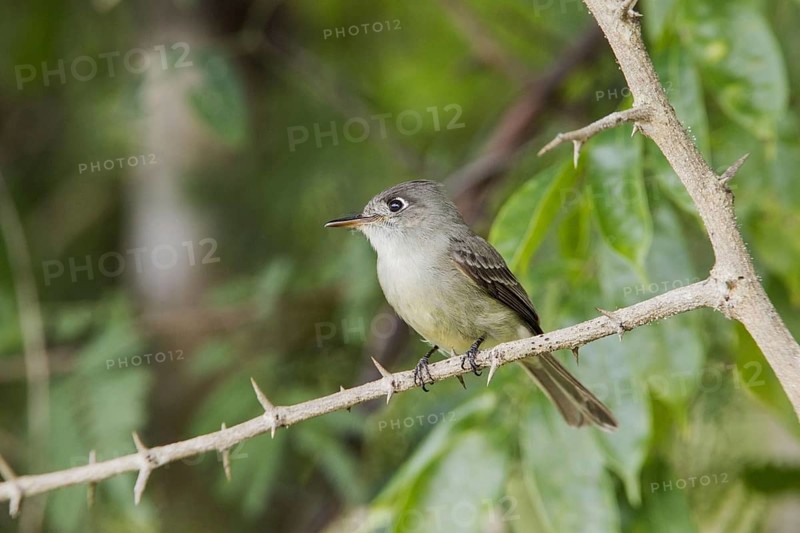 Brown-bellied Flycatcher