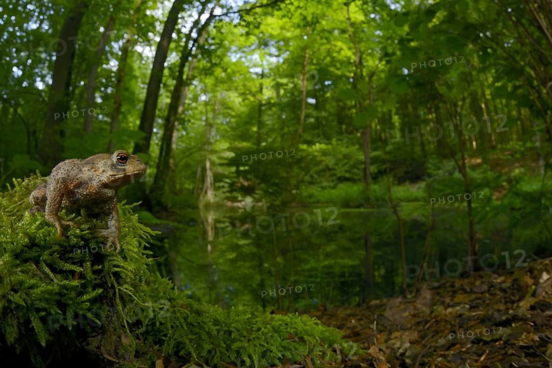 Common toad