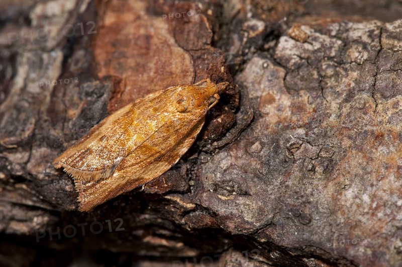 An orange example of the extremely variable light brown apple moth