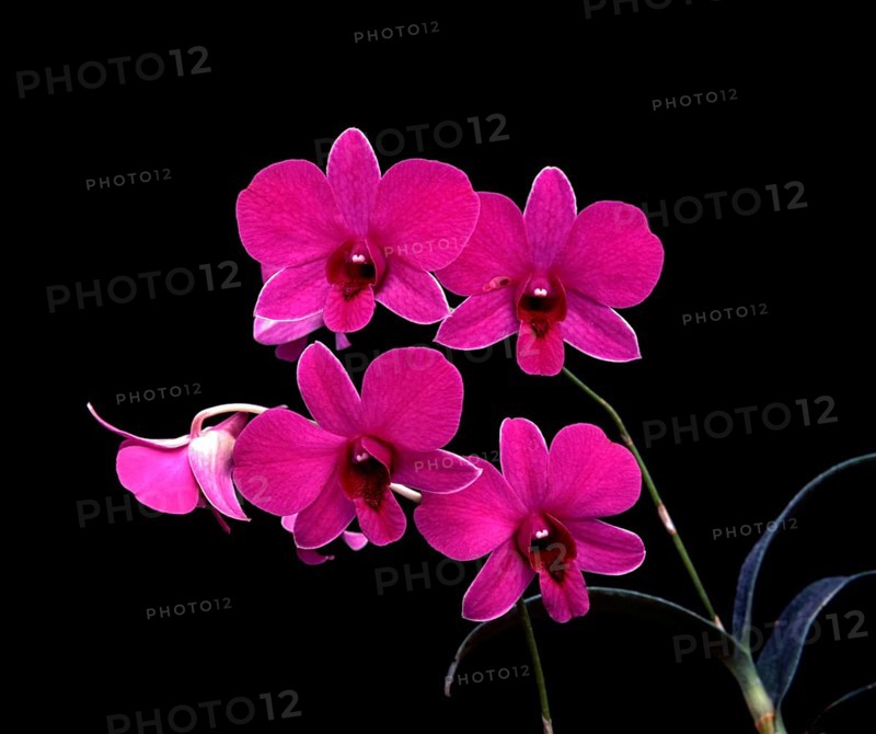 Orchid