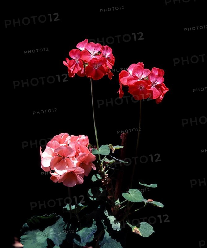 Pelargonium flower in Udhagamandalam or Ooty