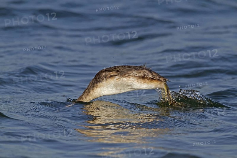Great crested grebe