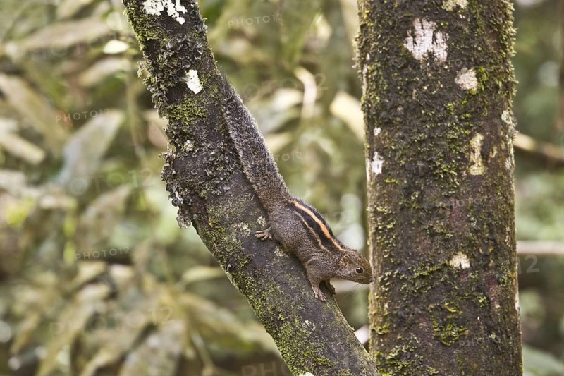 Layard's Palm Squirrel