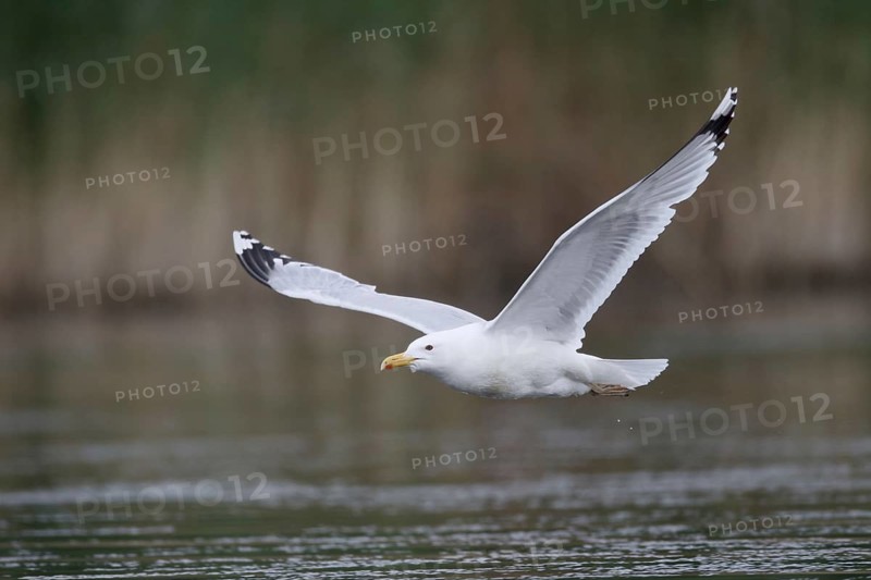 Caspian Gull