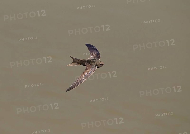 Common Swift