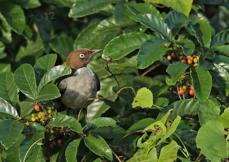 White-eyed thrush
