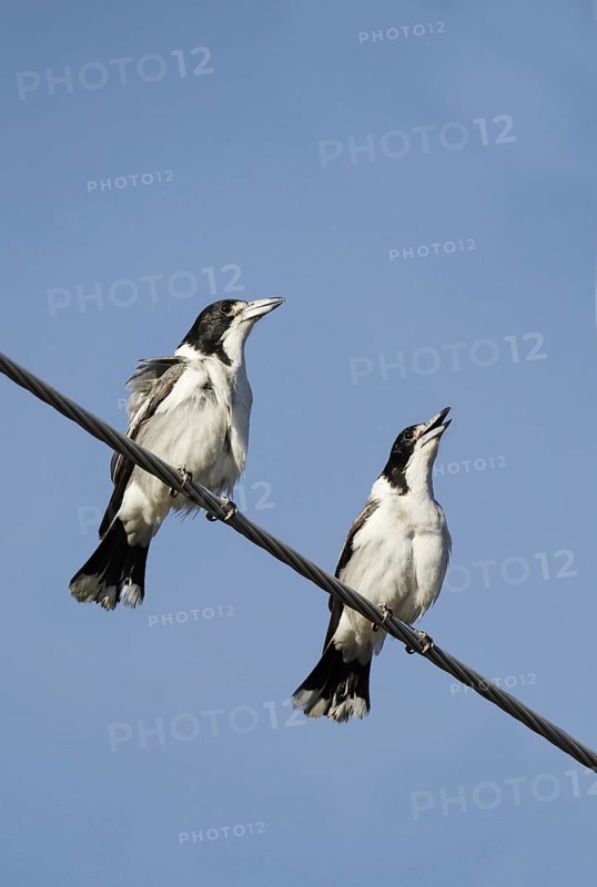 Grey Butcherbird