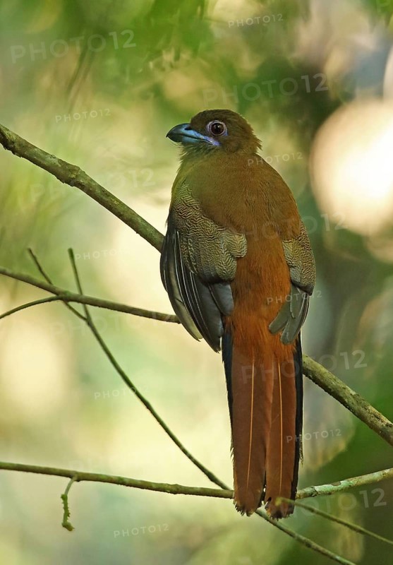 Diard's Trogon