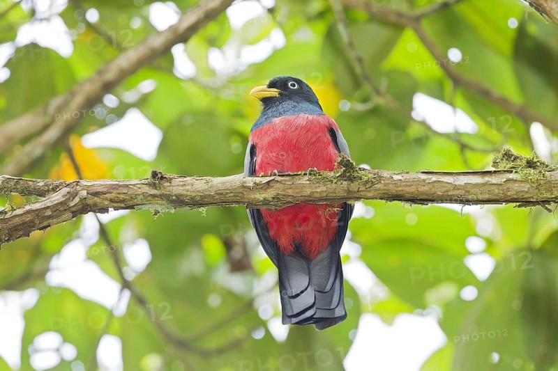 Choco Trogon