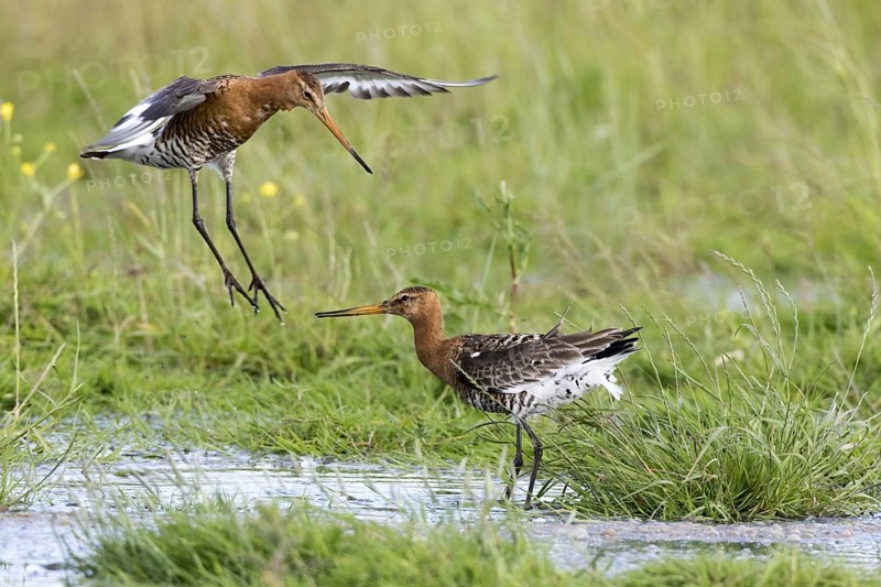 Black-tailed godwits in summer plumage fight