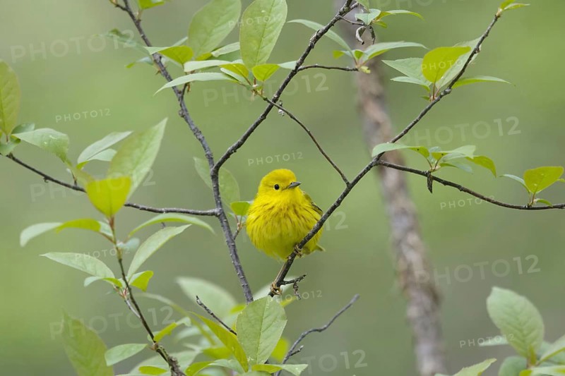 Yellow Warbler