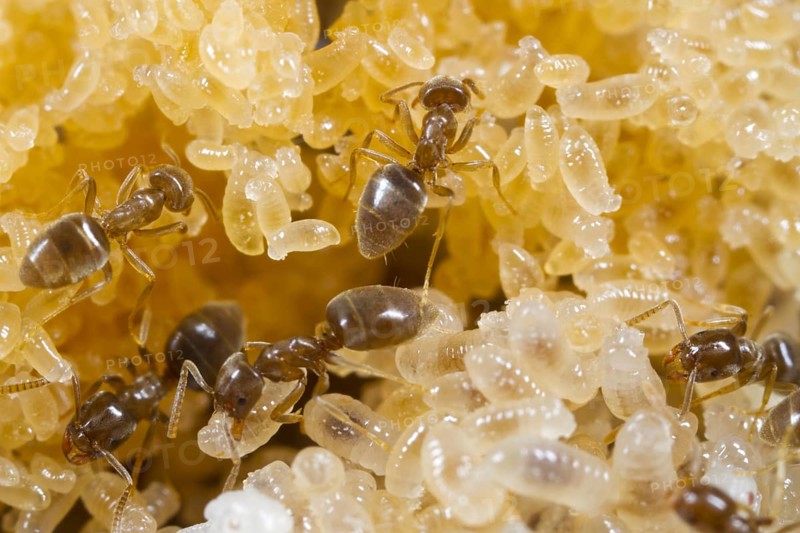 Ant