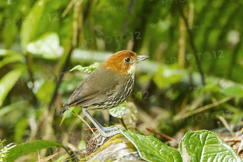 Chestnut-crowned Antpitta
