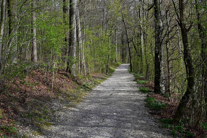 Waldweg menschenleer