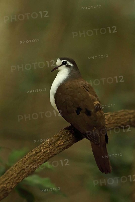 Tambourine dove