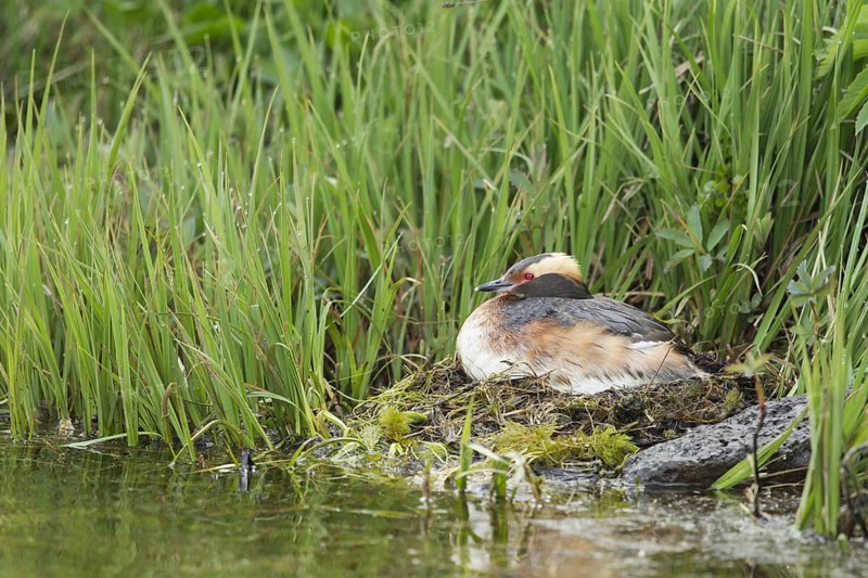 Horned grebe