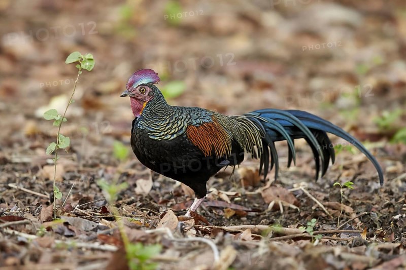 Green junglefowl