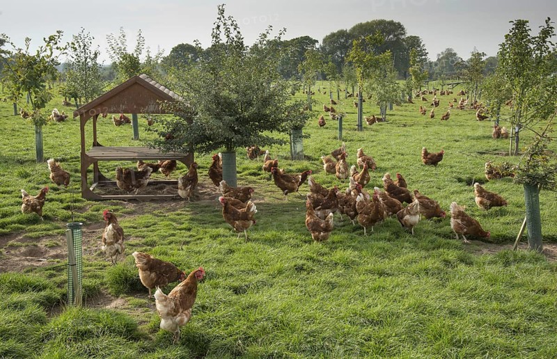 Domestic chickens