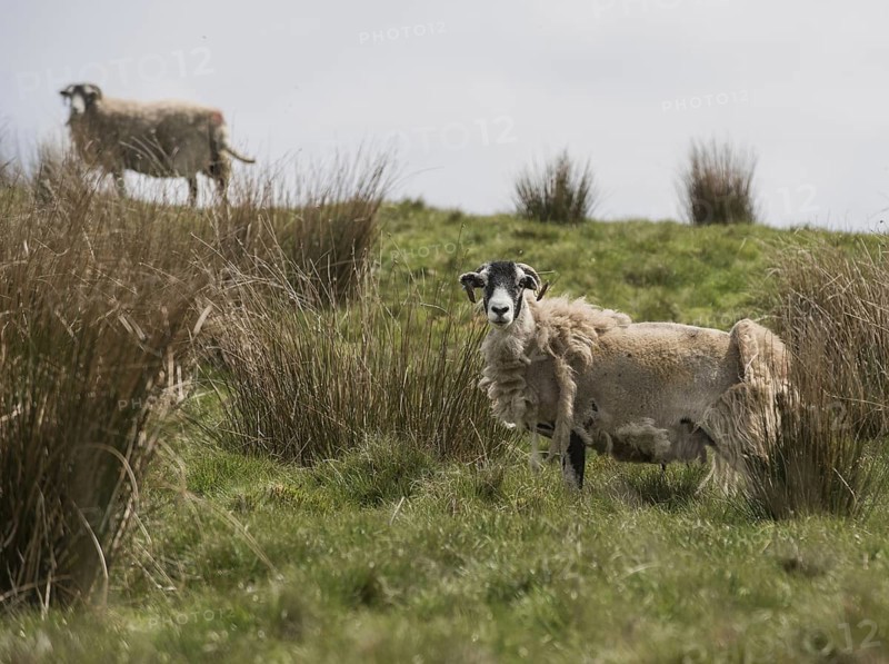 Swaledale sheep