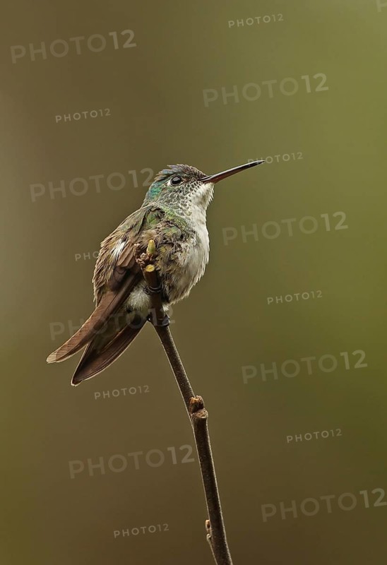 Azure-crowned Hummingbird