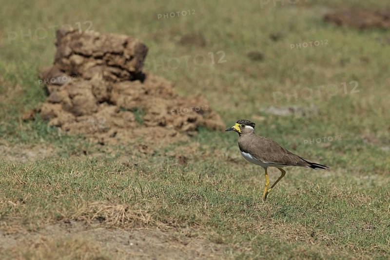 Yellow-wattled lapwing