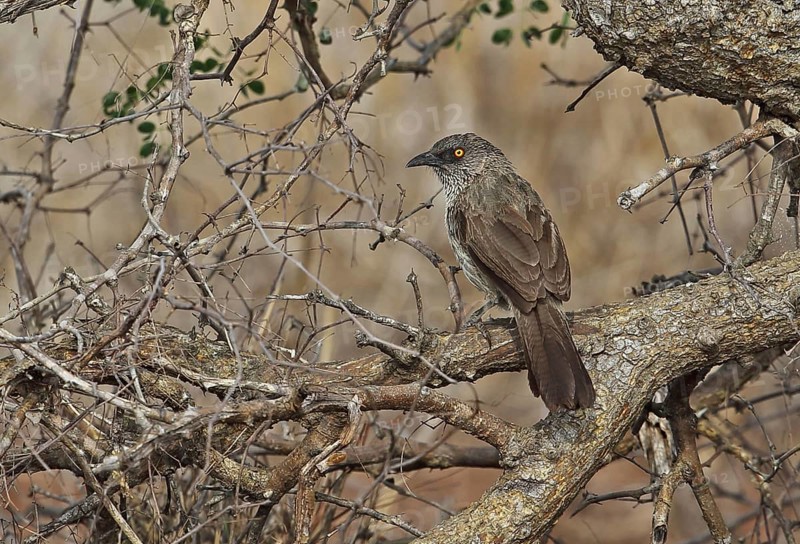 Arrow Thrush