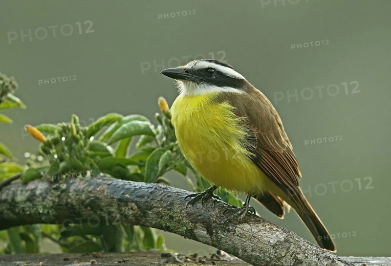 Large Kiskadee