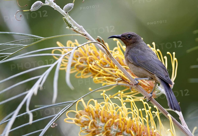 Dusky Honeyeater