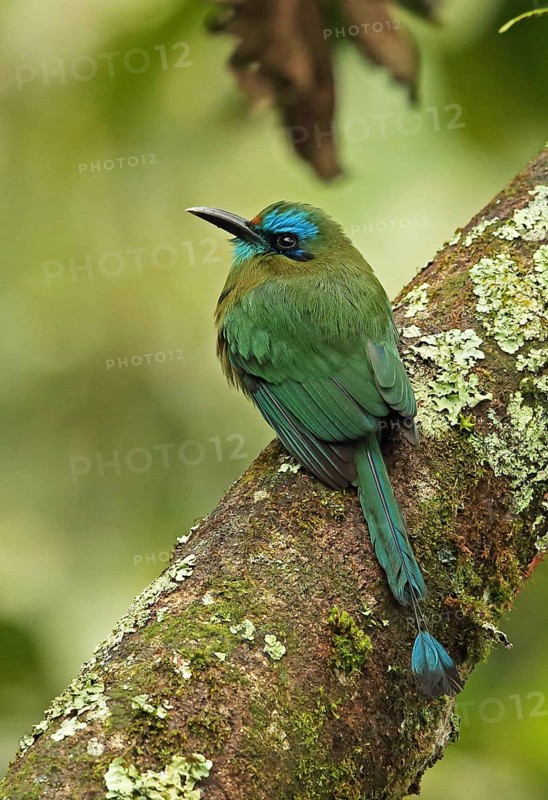 Keel-billed Motmot