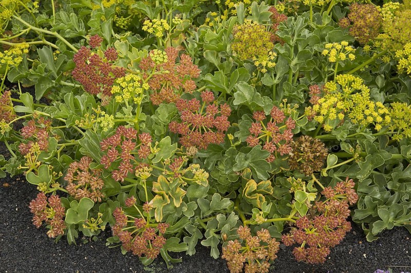 Canary Samphire