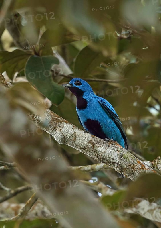 Blue cotinga