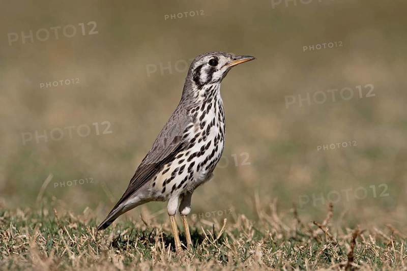 Groundscraper Thrush