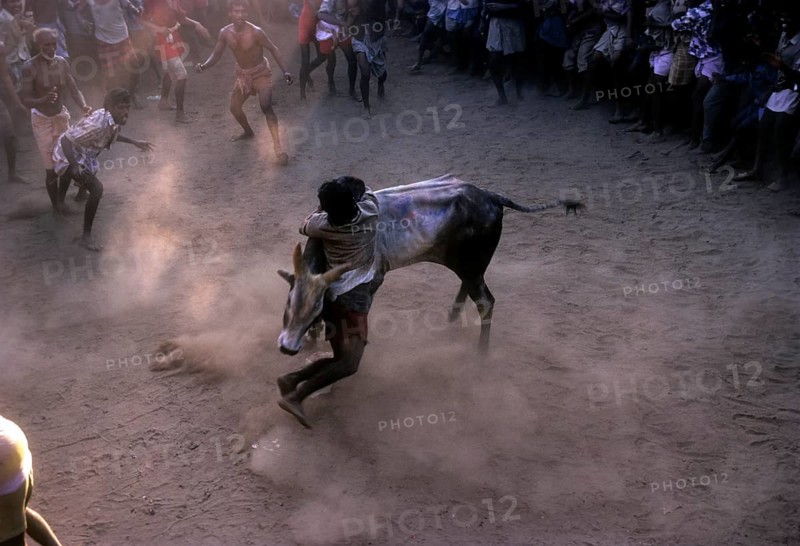 Jallikattu in Alangnallur during Pongal festival near Madurai Tamil Nadu
