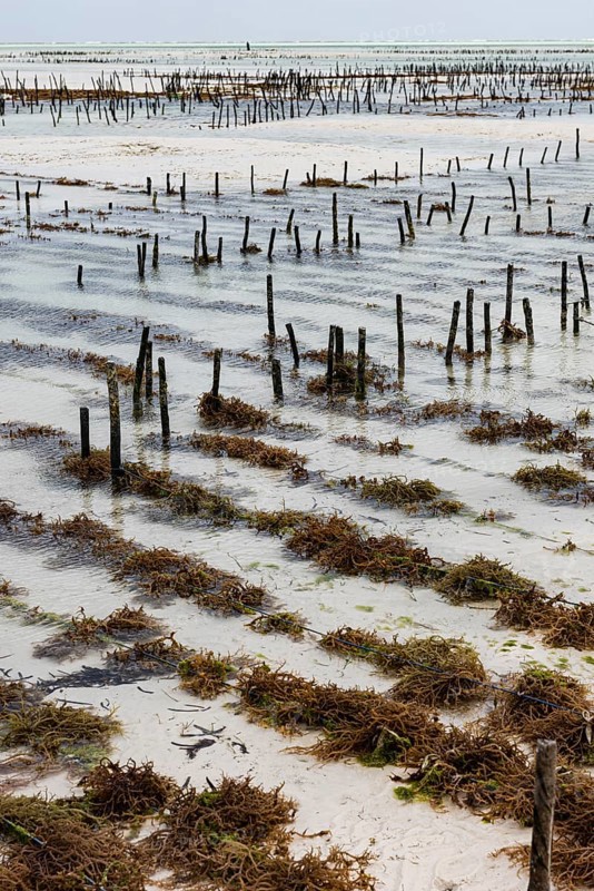 Red algae