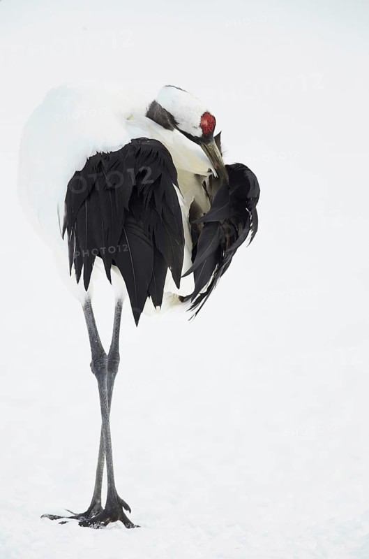Adult Japanese red-crowned crane