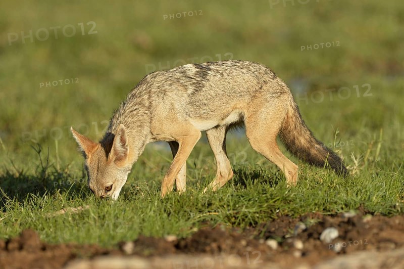 African Golden Wolf