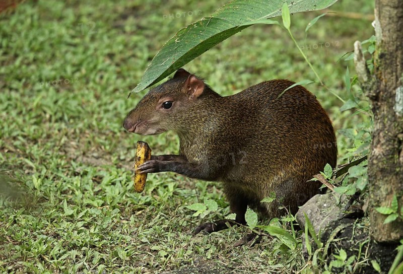 Central american agouti
