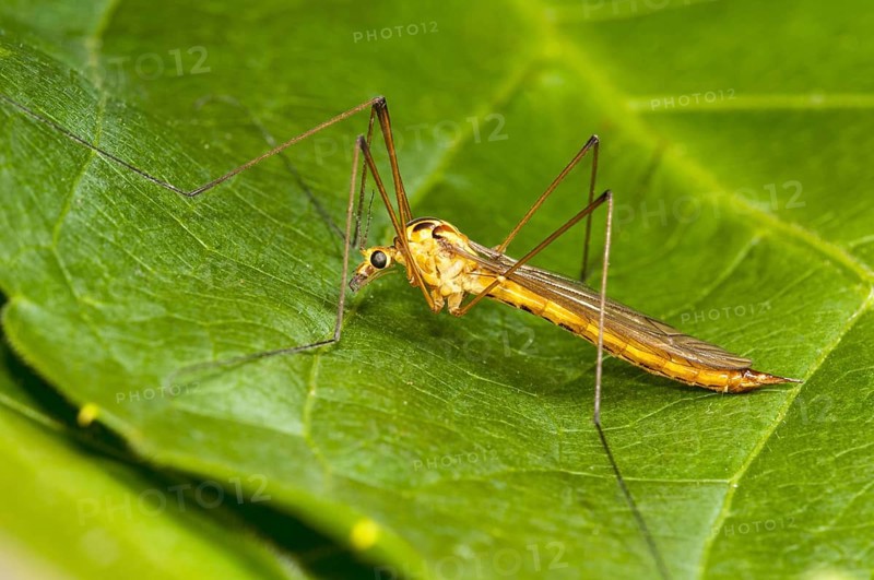 Spotted Cranefly