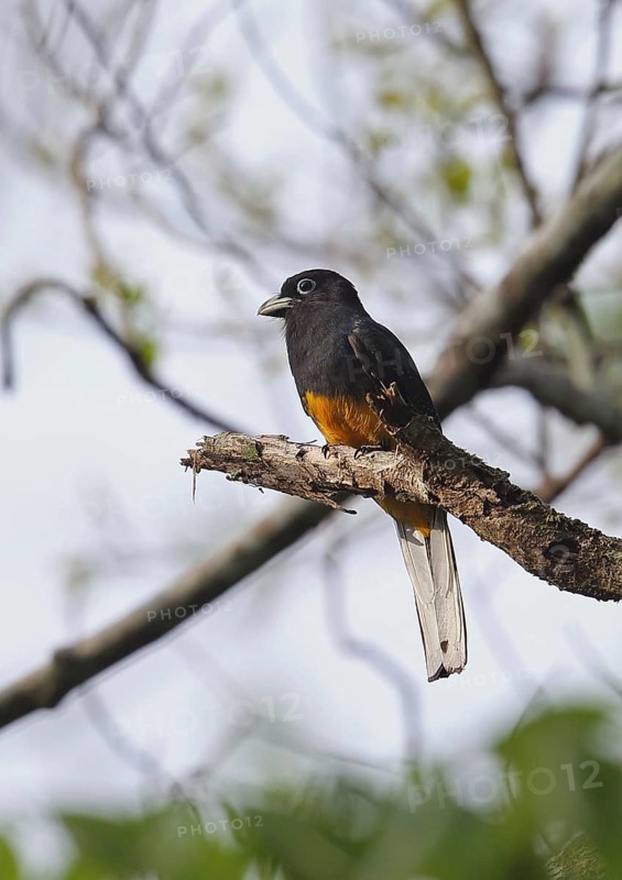 White-tailed Trogon